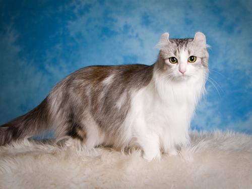 猫发出打喷嚏一样的声音