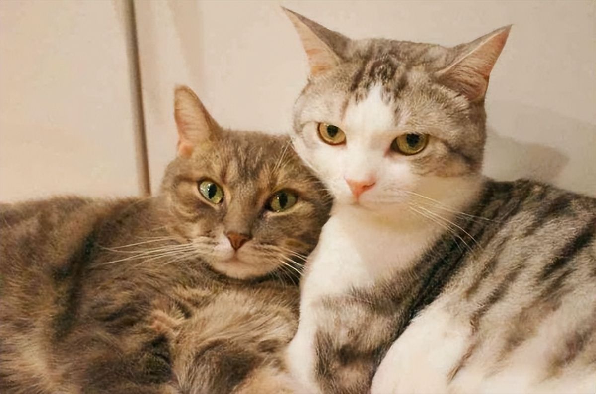 猫发情为什么一直叫
