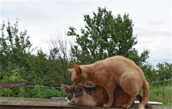 猫发情是什么样的