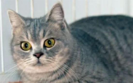 猫发抖是怎么回事