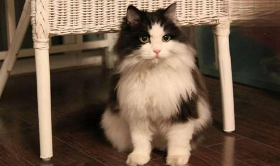 猫发烧了怎么办