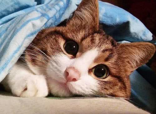 猫发烧怎么办 猫发烧解决办法