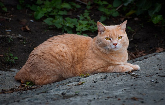 猫发烧摸哪里 猫发烧摸耳朵吗