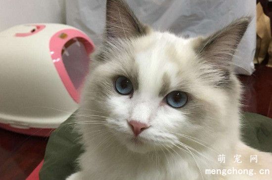 猫发腮是什么意思