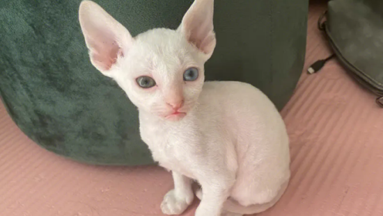 猫口腔溃疡是什么引起的 猫咪口腔溃疡的症状是什么