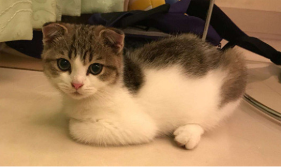 猫口角炎症状和治疗