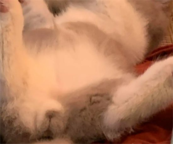 猫只有一个蛋蛋怎么回事