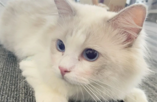 猫叫的跟小孩哭一样是怎么回事