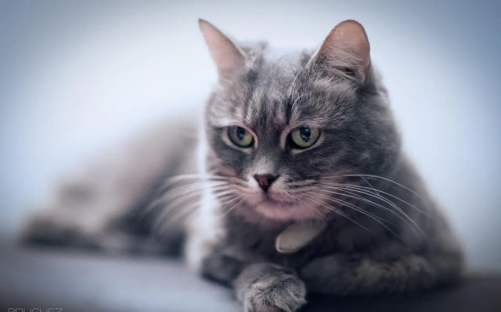 猫可不可以吃巴沙鱼