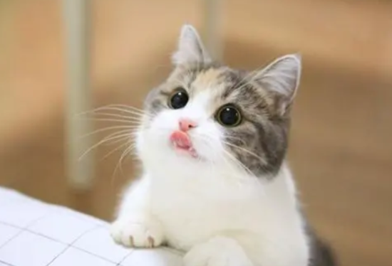 猫可不可以吃虾仁