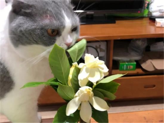 猫可不可以闻栀子花的味道