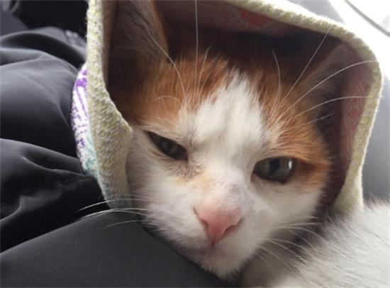 猫可以一辈子吃禁情粉吗