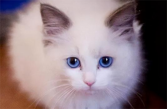 猫可以上高铁吗