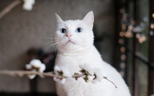 猫可以吃乳酸菌吗