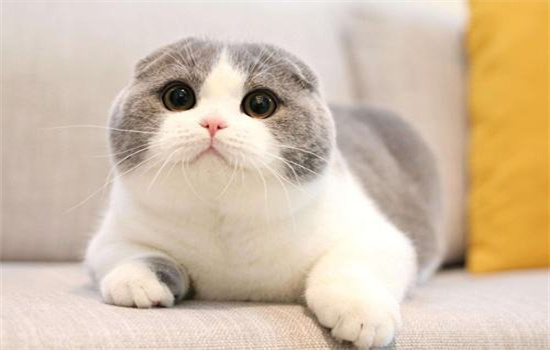 猫可以吃人的驱虫药吗