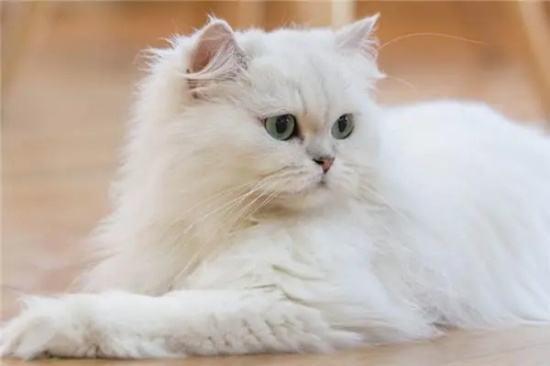 猫可以吃包菜吗