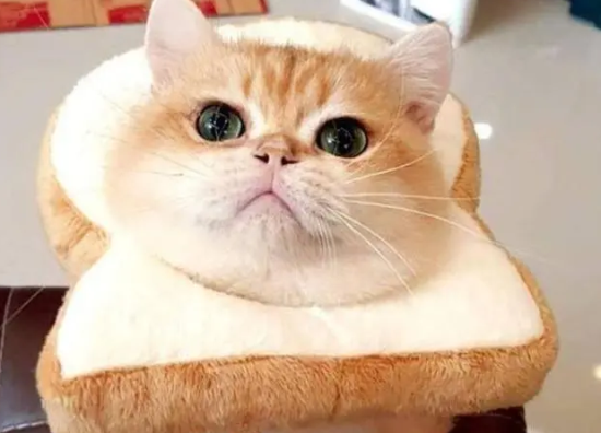 猫可以吃土豆吗