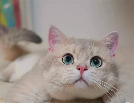 猫可以吃水果吗?