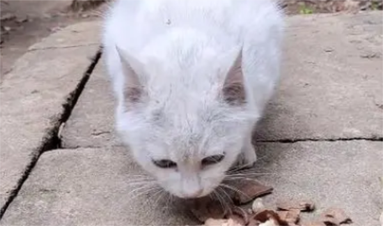 猫可以吃猪肝吗煮熟的