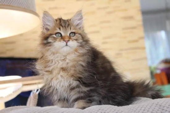 猫可以吃猪肝吗?
