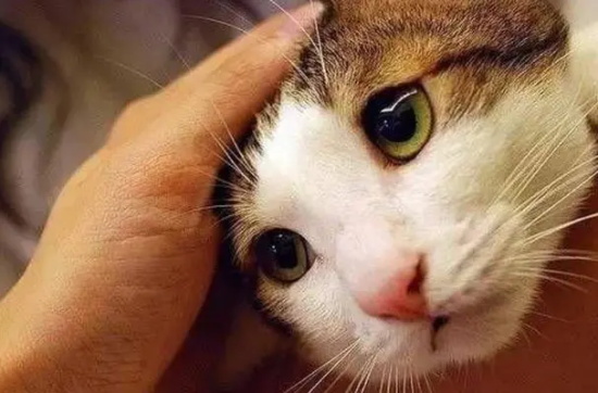 猫可以吃红薯吗生的还是熟的