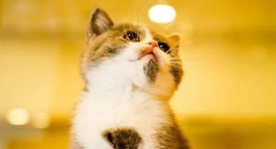 猫可以吃花生米吗？
