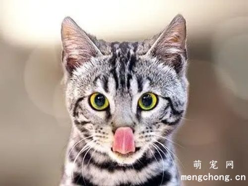 猫可以吃薯片么