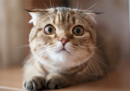 猫可以吃车厘子吗