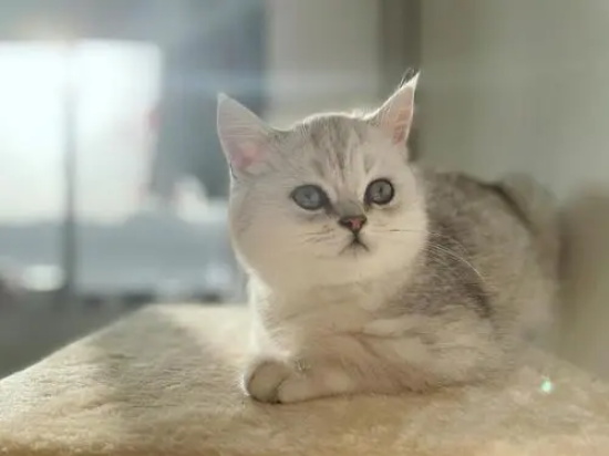 猫可以吃避孕药吗