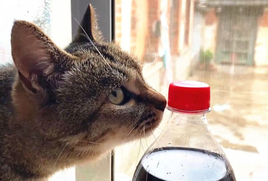 猫可以喝可乐吗