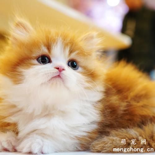 猫可以闻花露水吗?