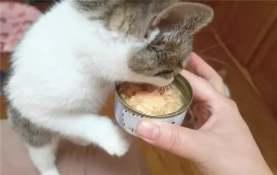 猫吃了刚从冰箱拿出来的罐头