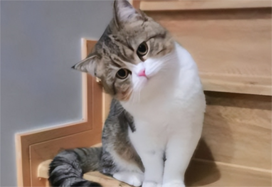 猫吃了少量葱怎样补救