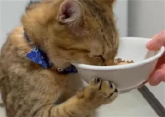 猫吃了巧克力怎么办
