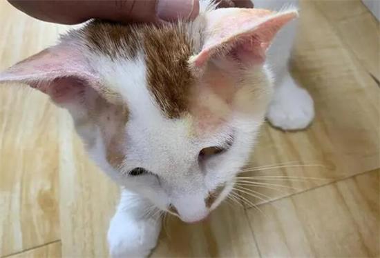 猫吃了扑尔敏就不叫了