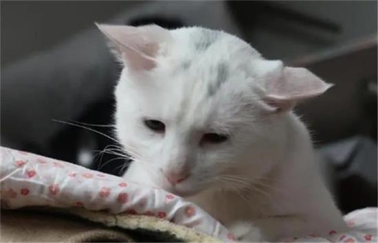 猫吃了猫粮呕吐是什么原因