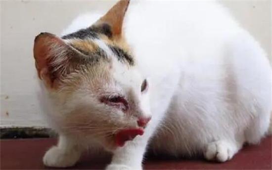 猫吃了蟑螂药会怎么样