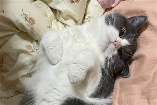 猫吃什么健康又便宜