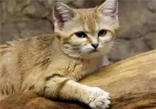 猫吃兔子吗
