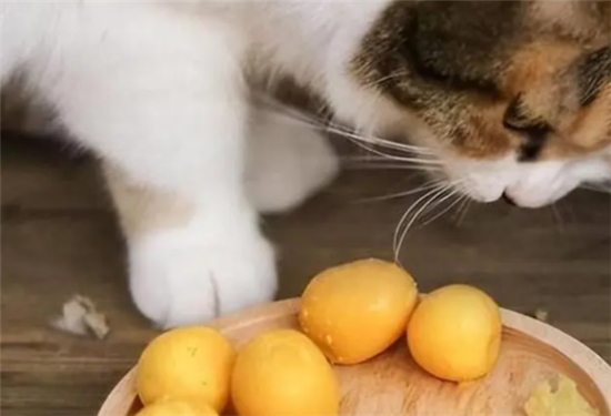猫吃全蛋还是蛋黄
