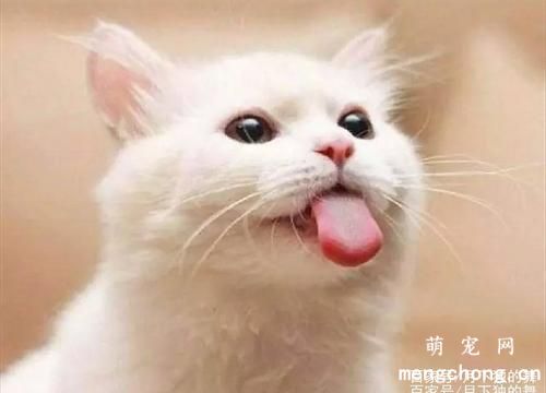 猫吃完驱虫药吐黄水怎么办