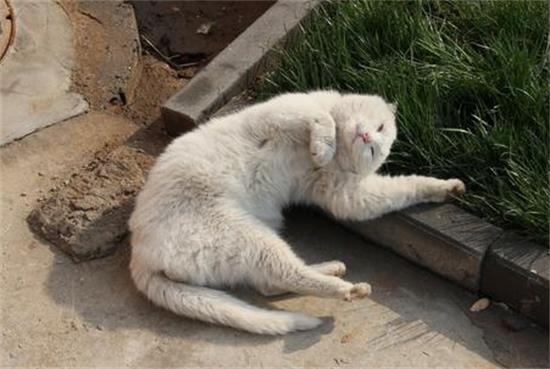 猫吃小猫怎么回事