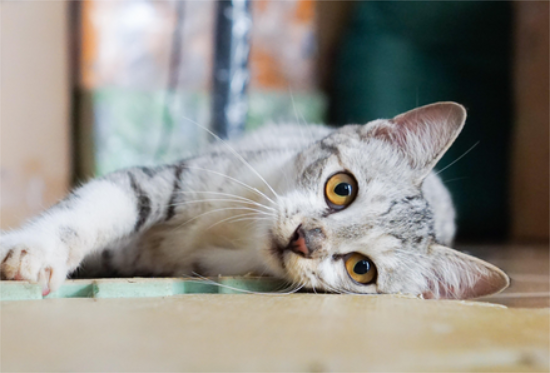 猫吃牛肉吗