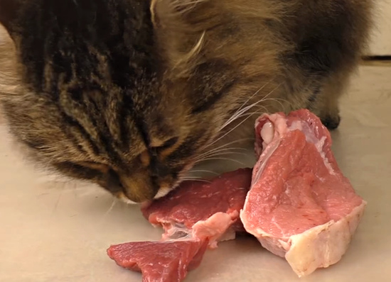 猫吃猪肉吗