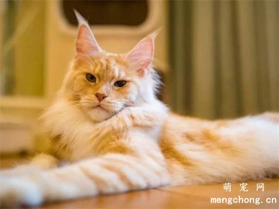 猫吃苹果吗