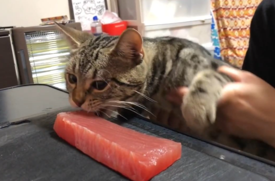 猫吃鲣鱼有什么好处