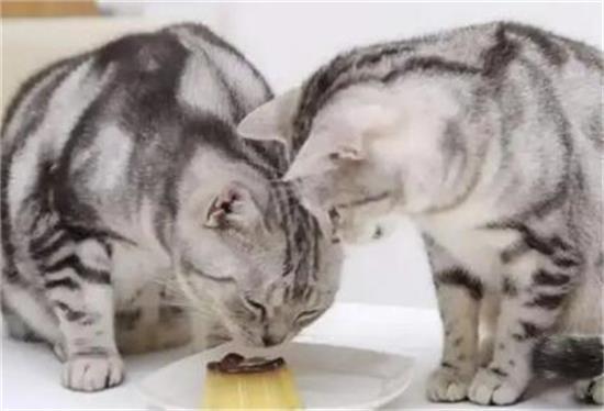 猫吃鸡胸肉一星期喂几次