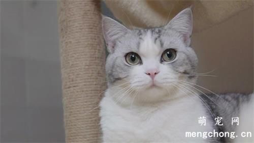 猫吃鸡胸肉多久吃一次
