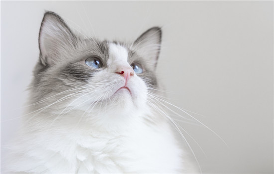 猫后背一抽一抽的是什么原因？