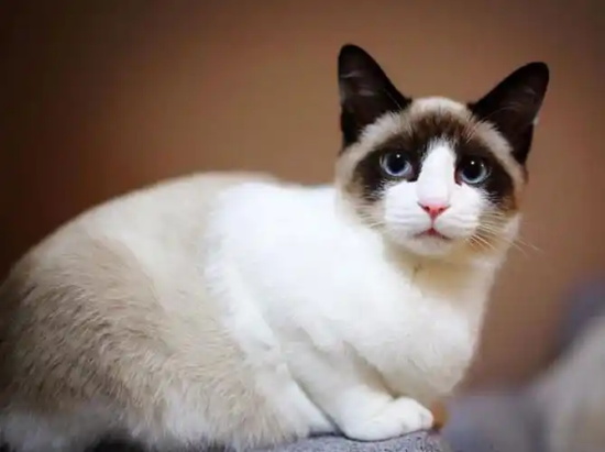 猫后腿骨折如何治疗 千万不要随意挪动